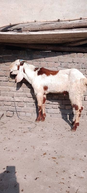 قربانی 2025  بریڈر  بکرا 2