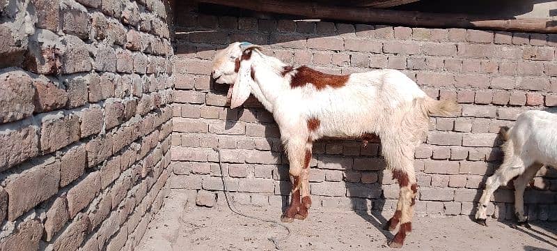 قربانی 2025  بریڈر  بکرا 3