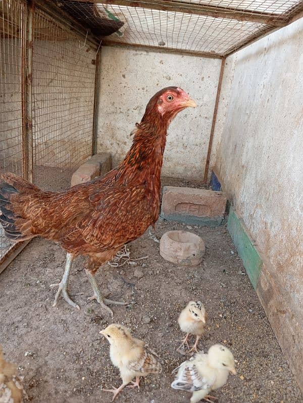 Mix sindhi aseel hen 0