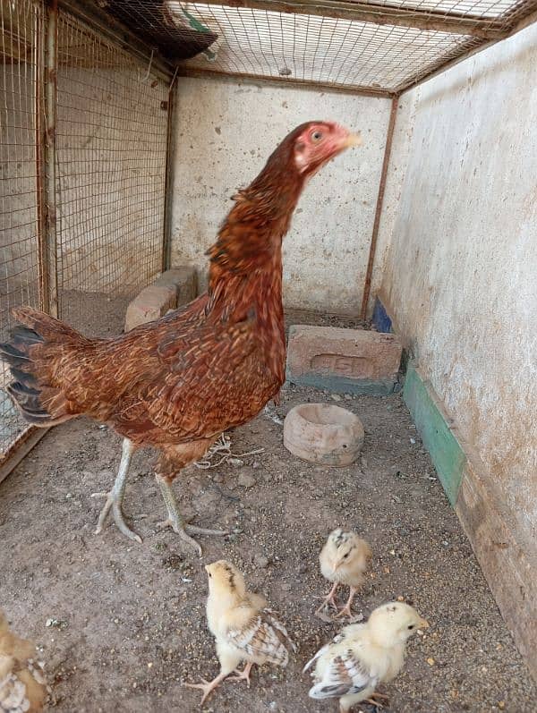 Mix sindhi aseel hen 1