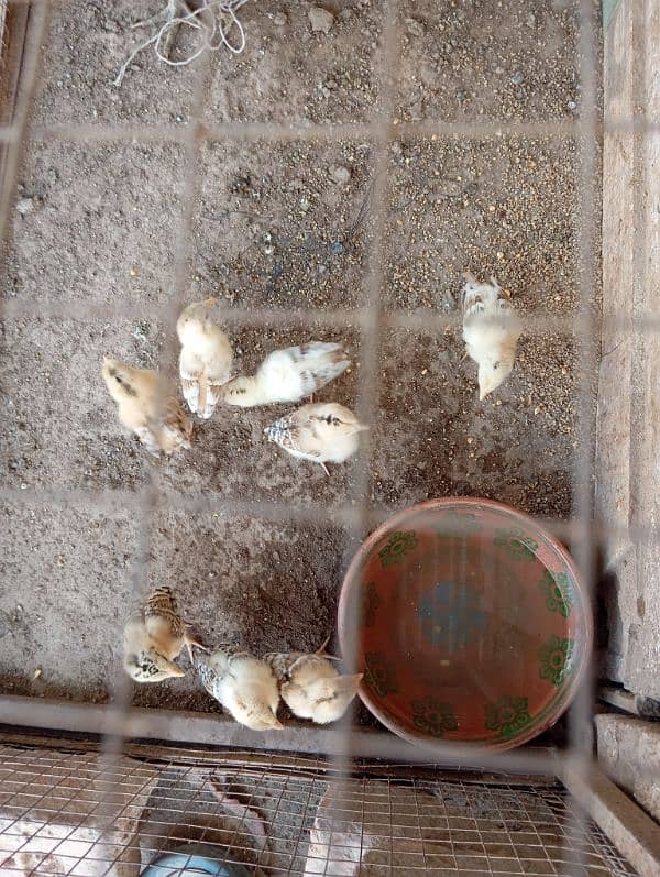 Mix sindhi aseel hen 2