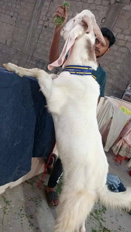 Male Gulabi Bakra 2