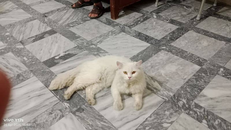 cute male cat for sale 0