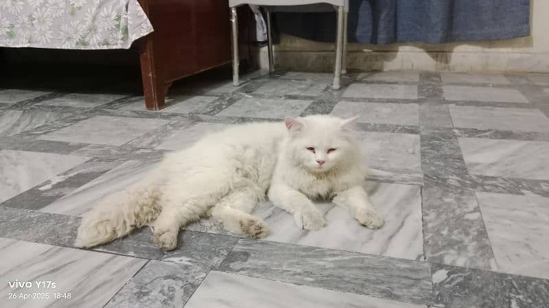 cute male cat for sale 2