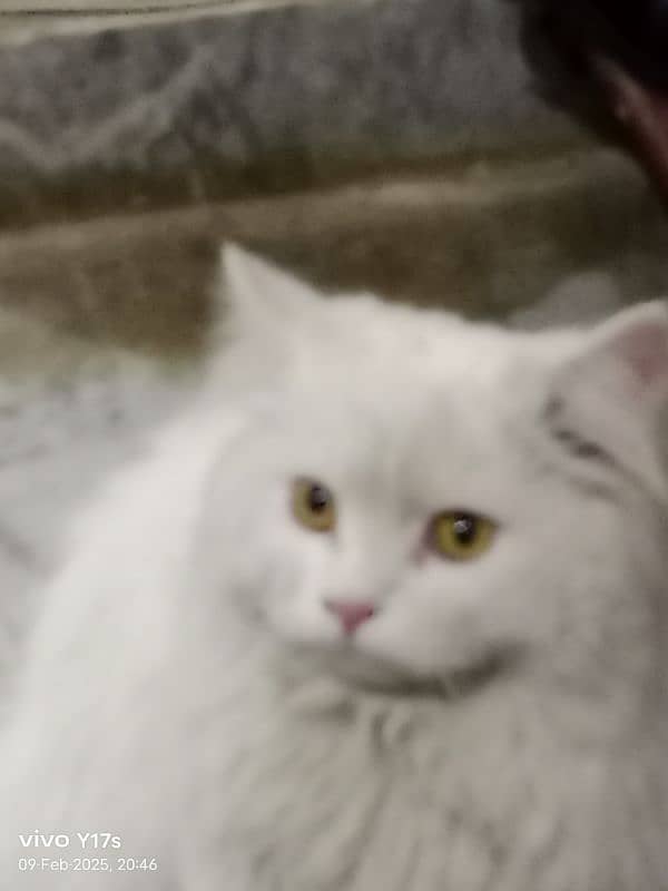 cute male cat for sale 3