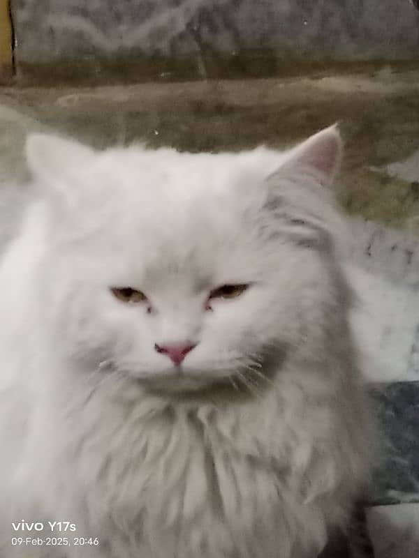 cute male cat for sale 4