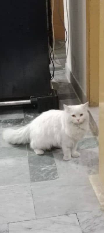 cute male cat for sale 5