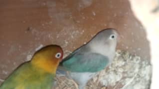 2 Pair healthy and active
