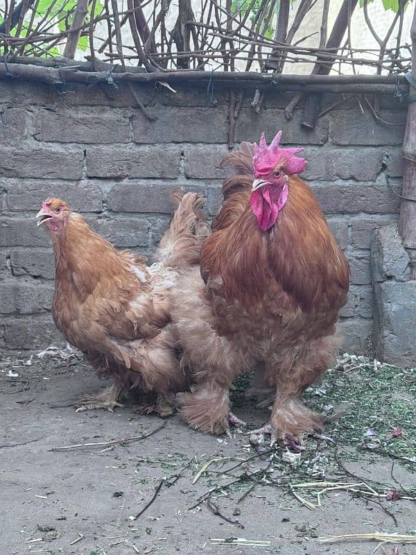 Golden Buff 0