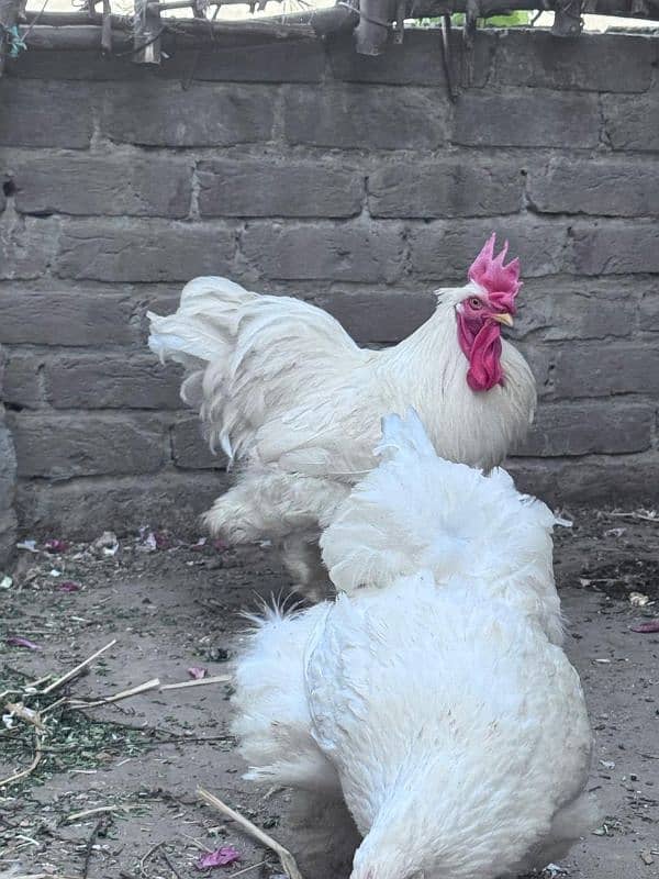 Golden Buff 7