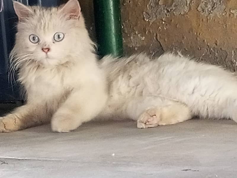 Emergency Sale karnaa ha 1