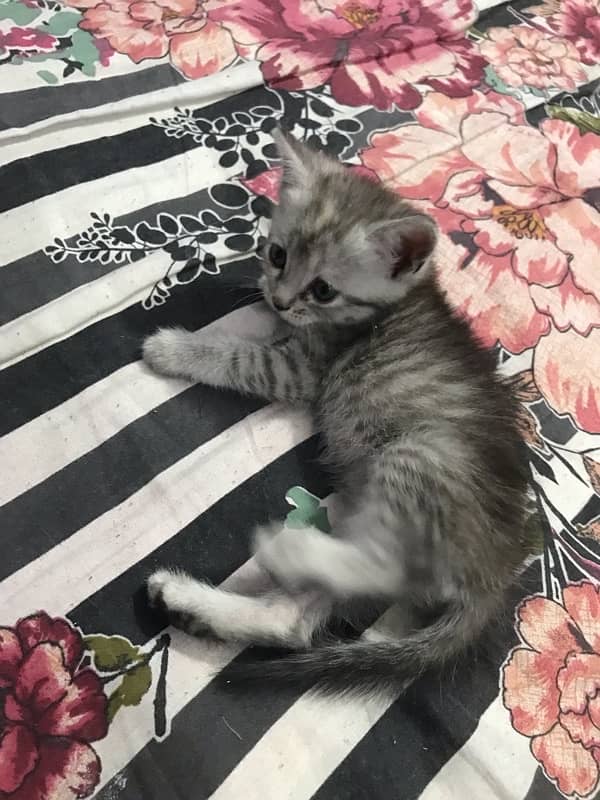 Persian Kittens 0
