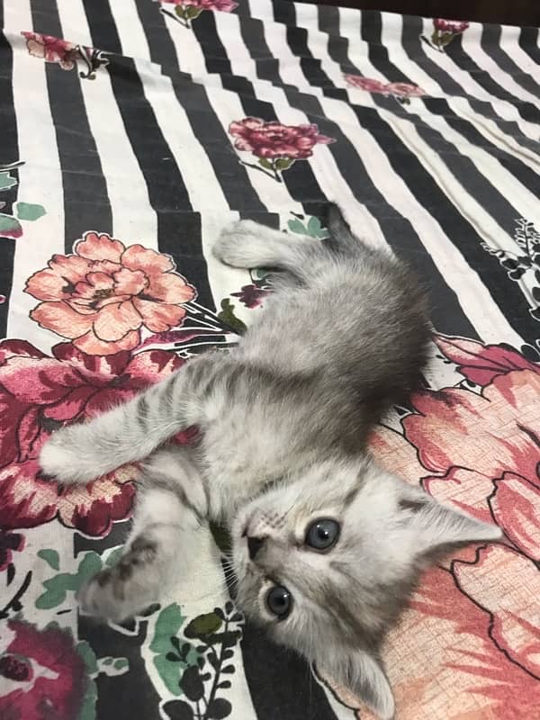 Persian Kittens 1