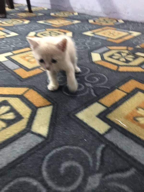 Persian Kittens 2