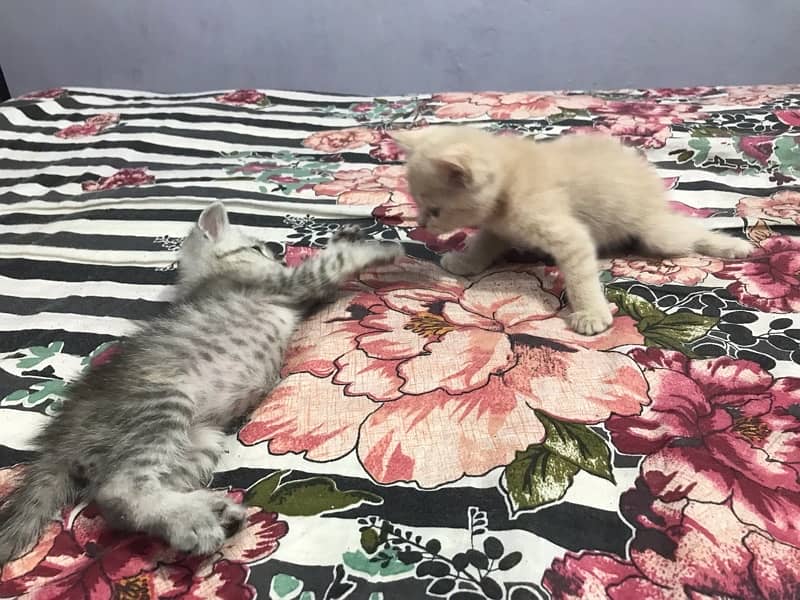 Persian Kittens 3