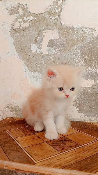 punch face persian kitten 0
