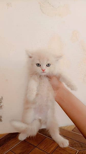 punch face persian kitten 1