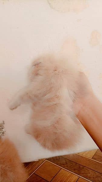 punch face persian kitten 2