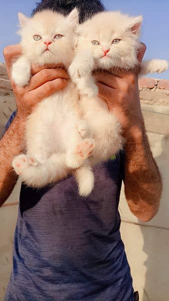 punch face persian kitten 3