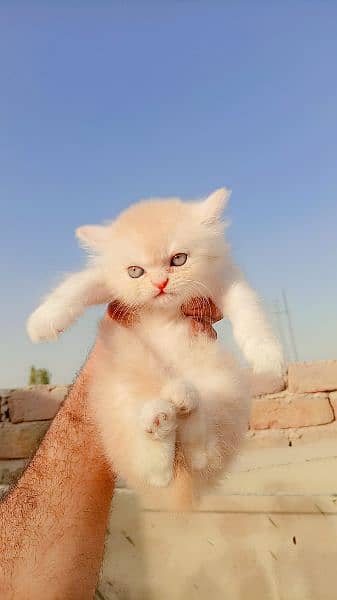punch face persian kitten 4
