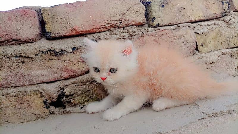 punch face persian kitten 5