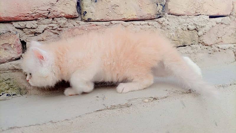punch face persian kitten 6