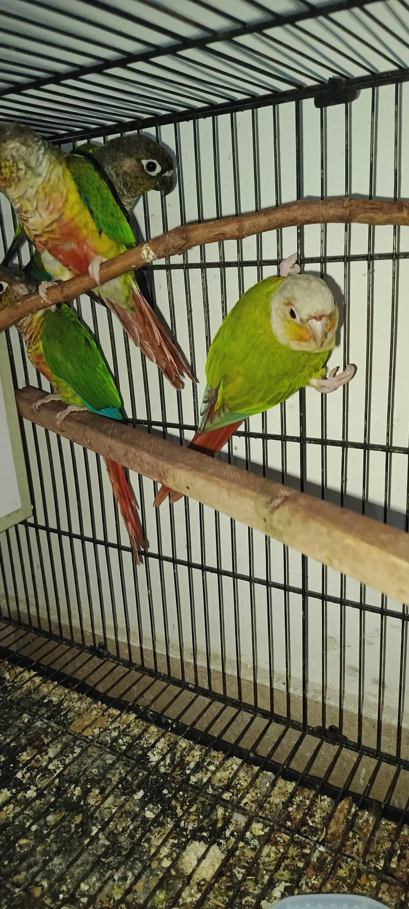 NON DNA YELLOW SIDES CONURES N PINEAPPLE CONURES 0