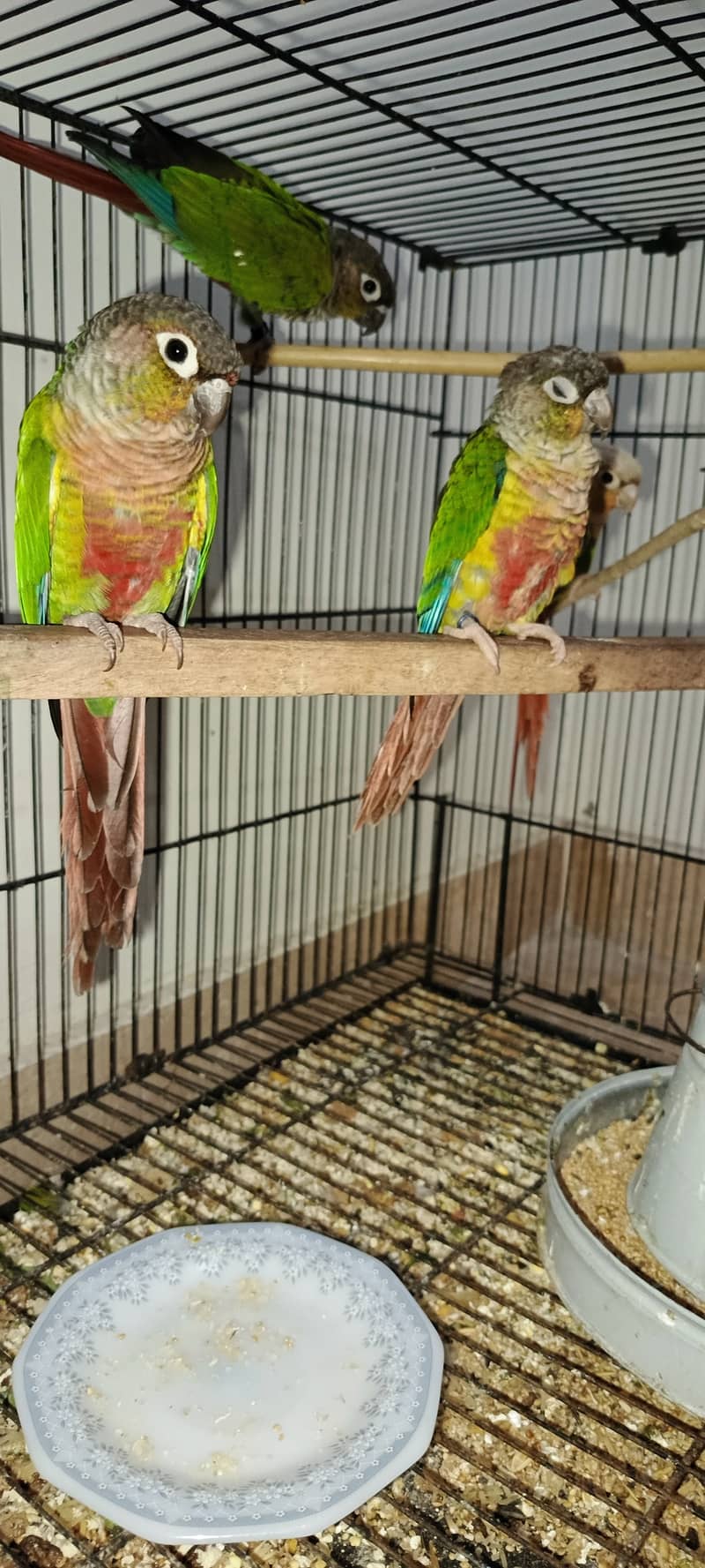 NON DNA YELLOW SIDES CONURES N PINEAPPLE CONURES 1