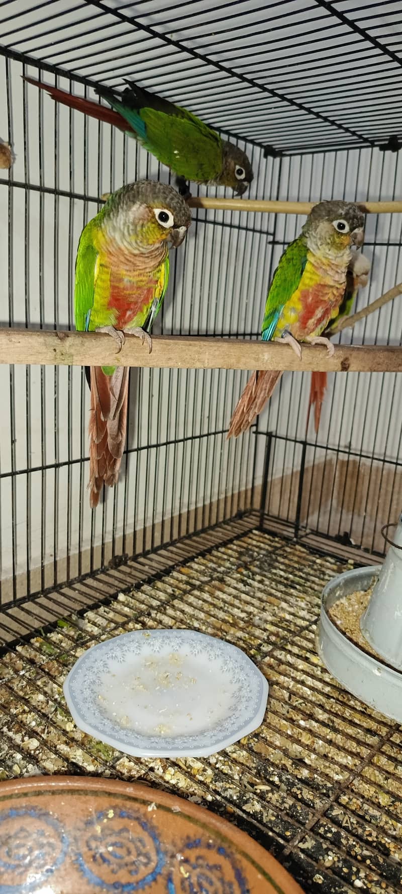 NON DNA YELLOW SIDES CONURES N PINEAPPLE CONURES 2