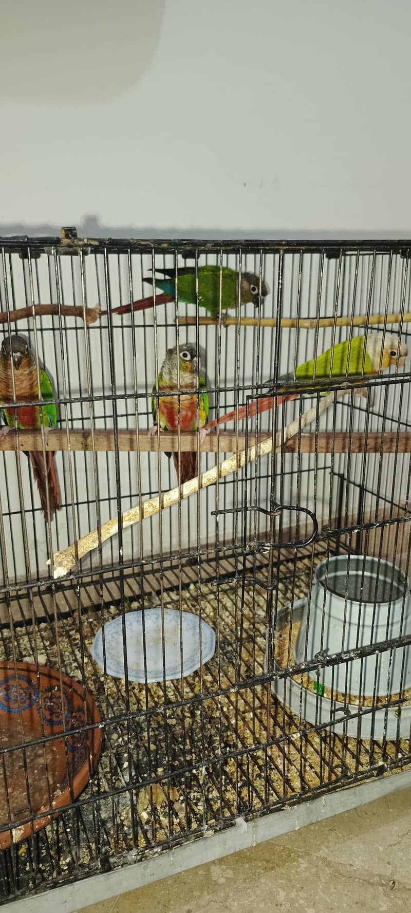 NON DNA YELLOW SIDES CONURES N PINEAPPLE CONURES 3