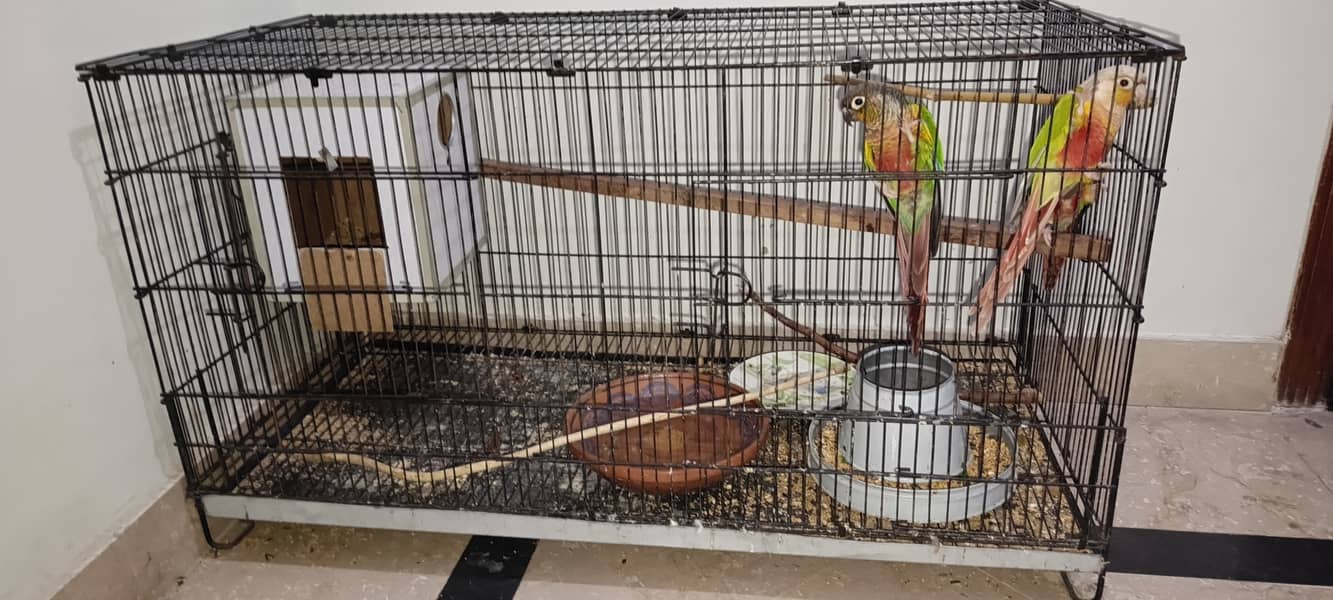 NON DNA YELLOW SIDES CONURES N PINEAPPLE CONURES 5