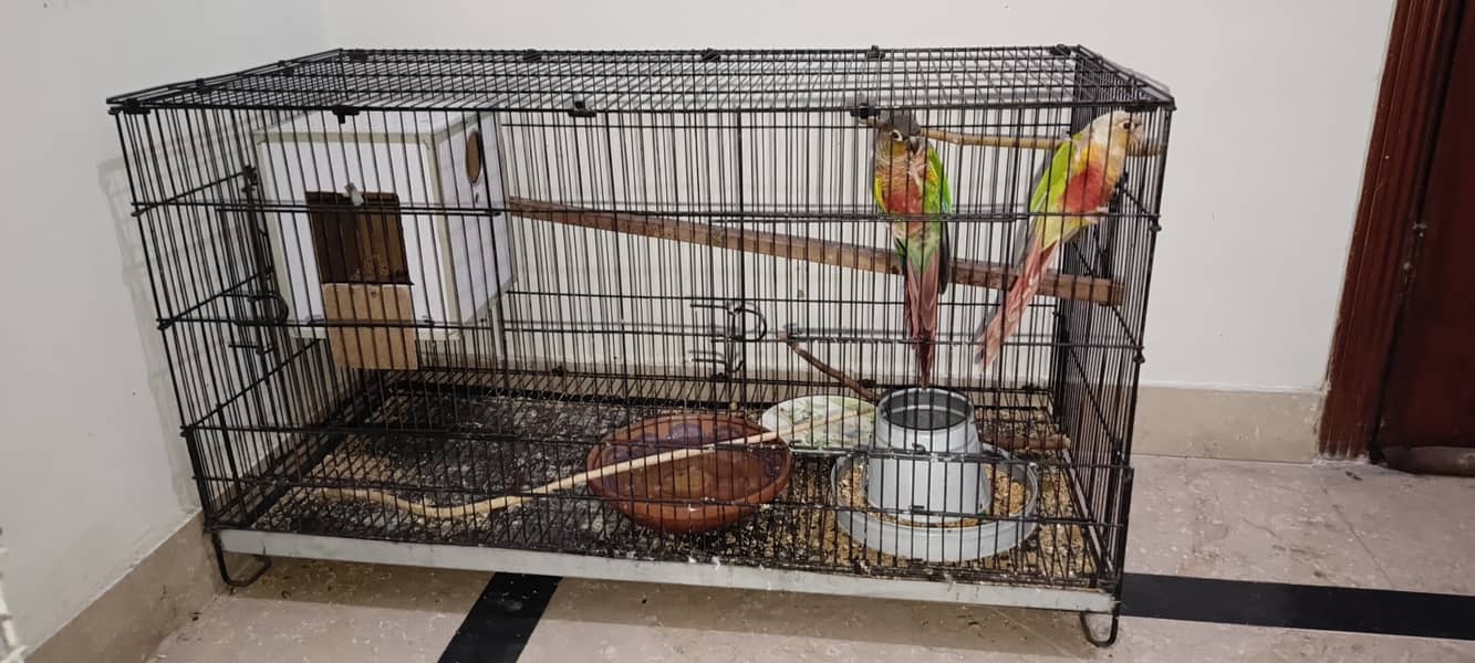 NON DNA YELLOW SIDES CONURES N PINEAPPLE CONURES 7