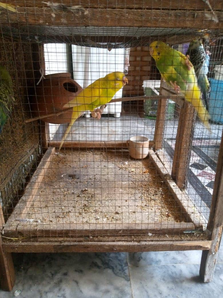 Australian parrot FORSALE - total 20 parrot ha -10 hzr with cage 0