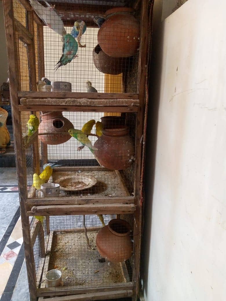 Australian parrot FORSALE - total 20 parrot ha -10 hzr with cage 1