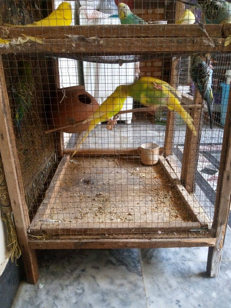 Australian parrot FORSALE - total 20 parrot ha -10 hzr with cage 2