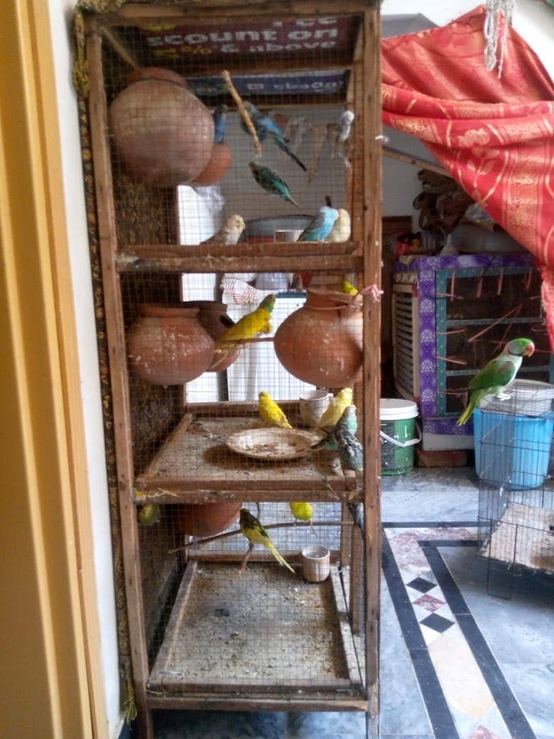 Australian parrot FORSALE - total 20 parrot ha -10 hzr with cage 3