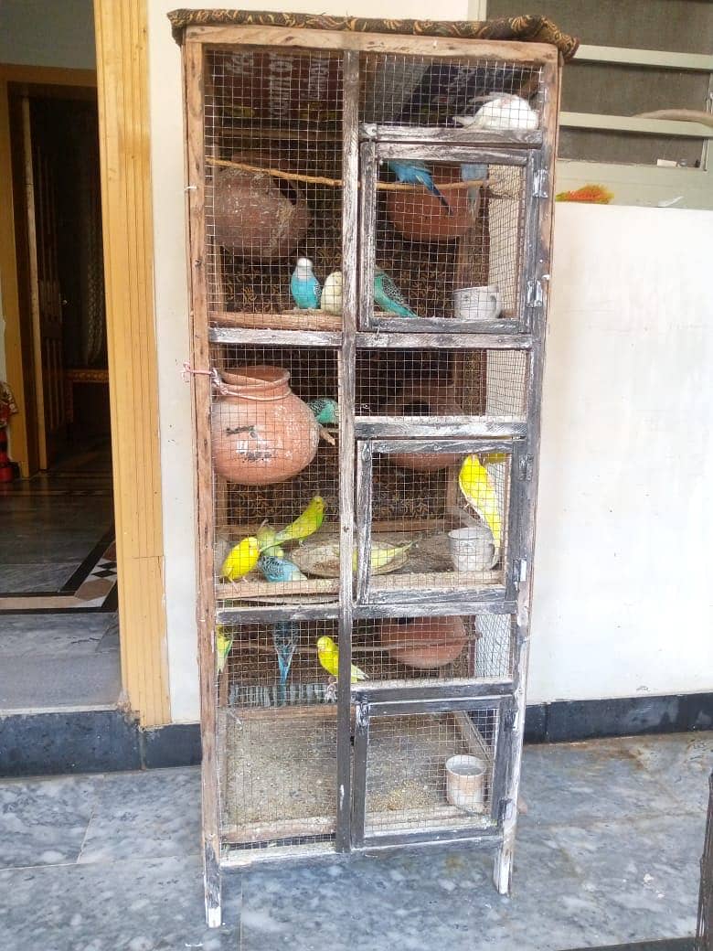 Australian parrot FORSALE - total 20 parrot ha -10 hzr with cage 4