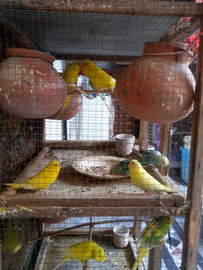 Australian parrot FORSALE - total 20 parrot ha -10 hzr with cage 5