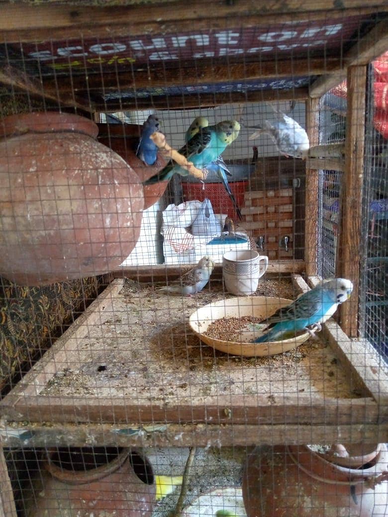 Australian parrot FORSALE - total 20 parrot ha -10 hzr with cage 6