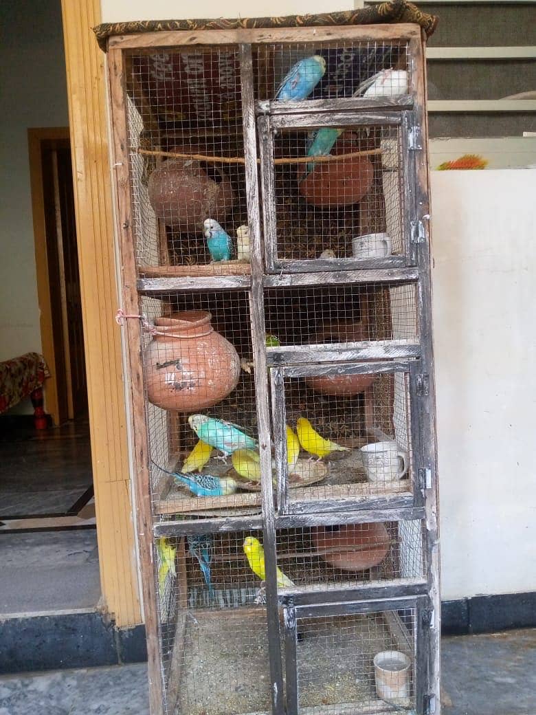 Australian parrot FORSALE - total 20 parrot ha -10 hzr with cage 7