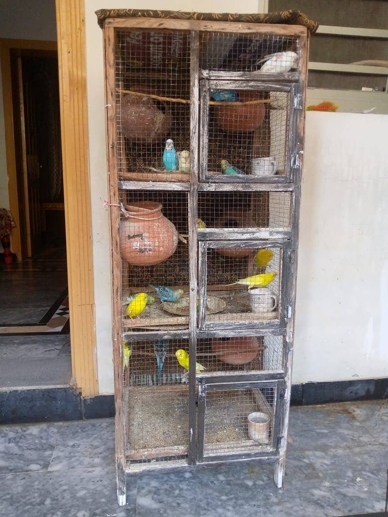 Australian parrot FORSALE - total 20 parrot ha -10 hzr with cage 8