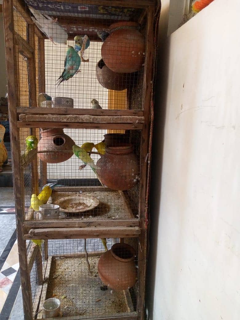 Australian parrot FORSALE - total 20 parrot ha -10 hzr with cage 9