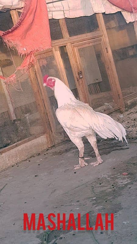 *HIGH QUALITY HEERA BREEDER* 0