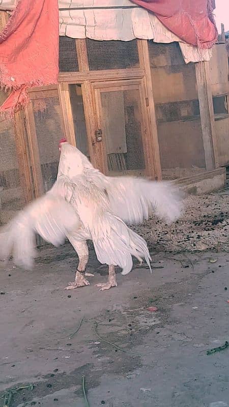 *HIGH QUALITY HEERA BREEDER* 1