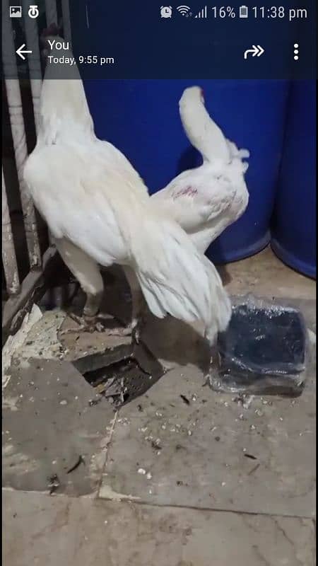 *HIGH QUALITY HEERA BREEDER* 2