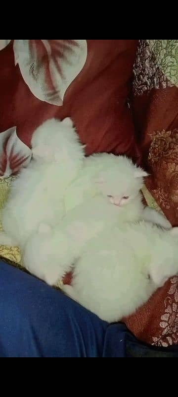 Persian White cat 0