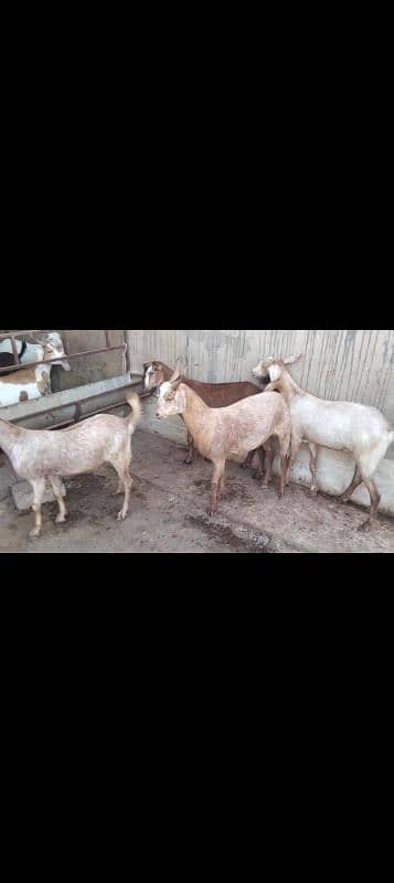 tedi Bakra 0