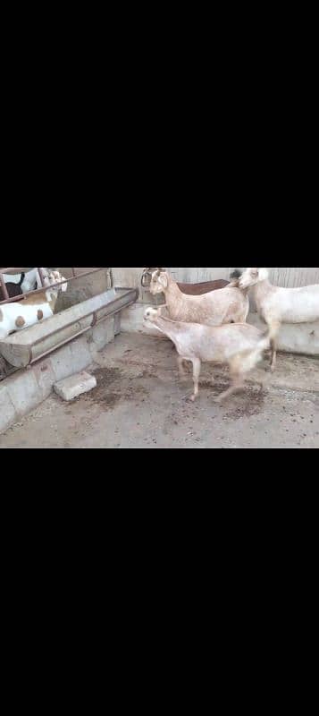tedi Bakra 1