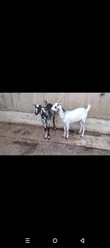 tedi Bakra 2