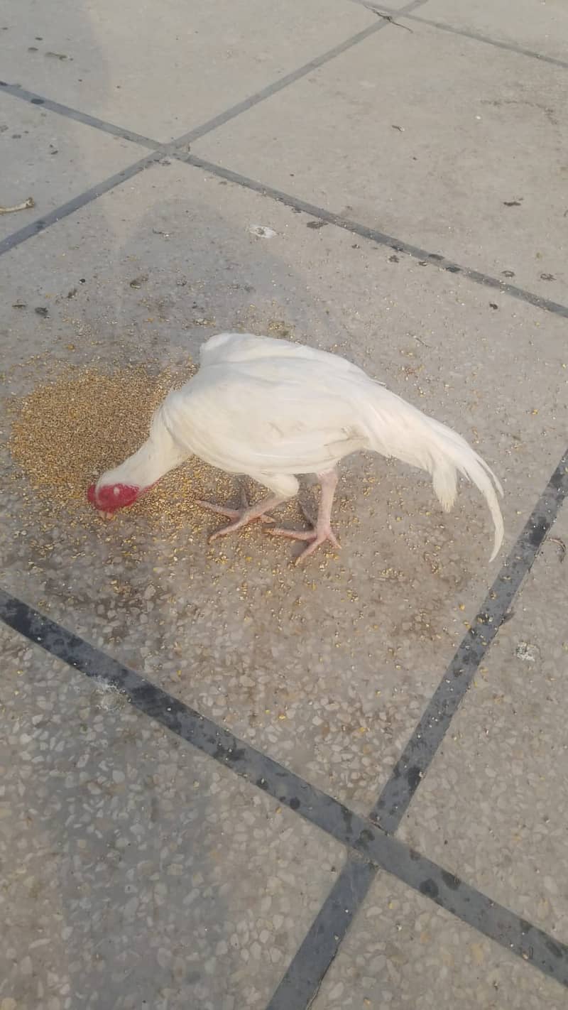 White aseel 0